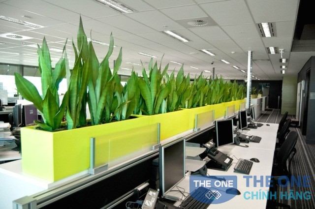 cay canh van phong 1 tn